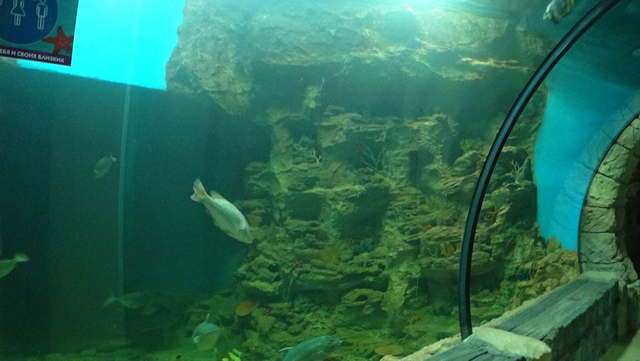 Тоннель главного морского аквариума
